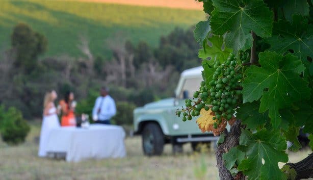 Webersberg Wine Estate sunset vineyard