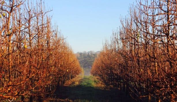 Cheverells Farm winter orchards