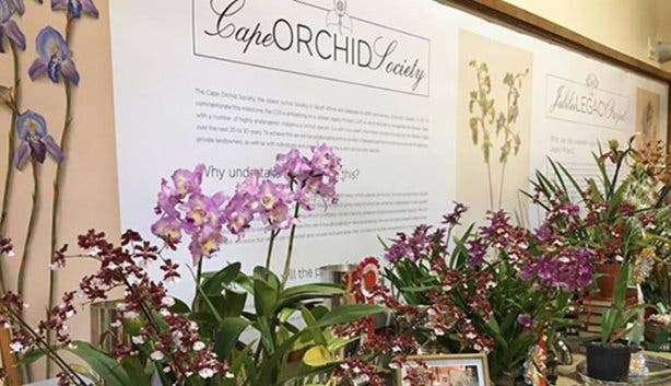 Orchid Auction - 3