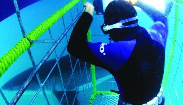 White Shark Cage Diving - cage