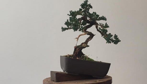 Bonsai Course - 1