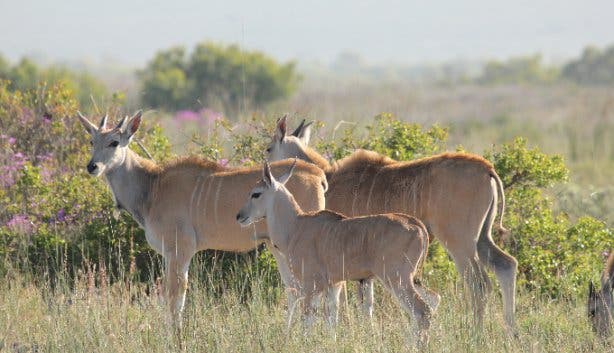 West Coast Safaris 2025