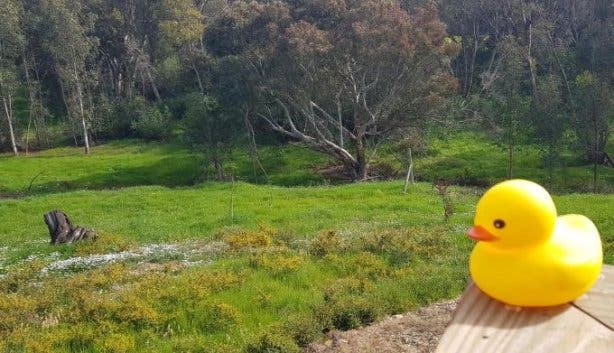 day_at_the_duck_races