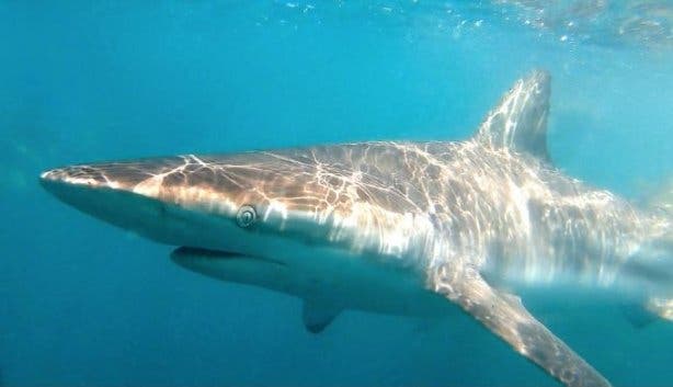 White Shark Cage Diving - Shark