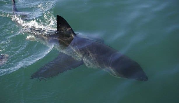 White Shark Cage Diving - Fin
