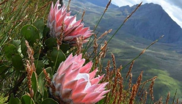 Jonkershoek proteas