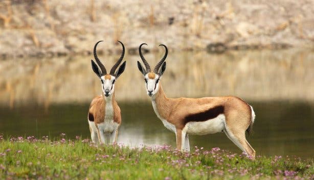 West Coast Safaris new recurring event