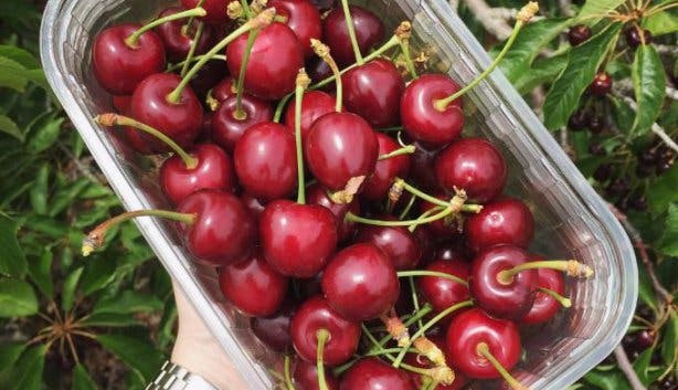 Cherry Picking Ceres Klondyke Farm 3