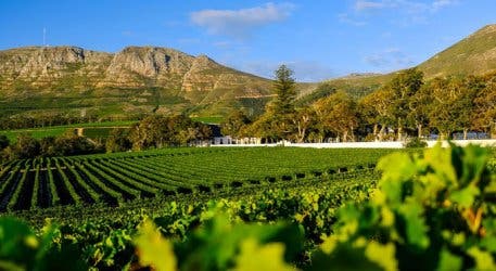 Groot Constantia