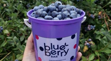 #htmlcaption25 Blueberry Bar