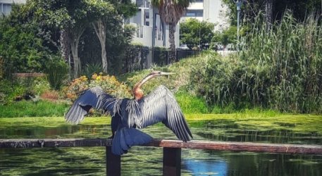 Intaka Island - Snake bird