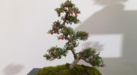 Mr Miyagi Cutting Bonsai Tree - Pin By Serious Black On Bonsai Miyagi çæ ½ å®®å Bonsai Tree Care Bonsai Tree Bonsai Seeds, Miyagi, he stumbles upon him clipping away at his bonsai tree.
