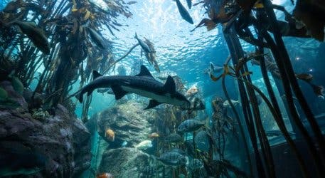Two Oceans Aquarium 2024