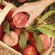 Picking OV Peaches (unsplash)