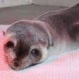 Subantarktischer Seebär Baby