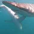 White shark cage dive sharks