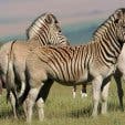 quagga