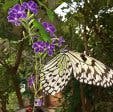 butterfly world zoo