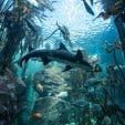 Two Oceans Aquarium 2024