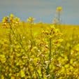B-Well_South_Africa_Canola_field