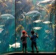 Two Oceans Aquarium Birthday Free2