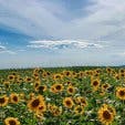 Sunflower Festival 2025
