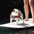 Paddle_For_Paw
