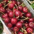 Cherry Picking Ceres Klondyke Farm 3