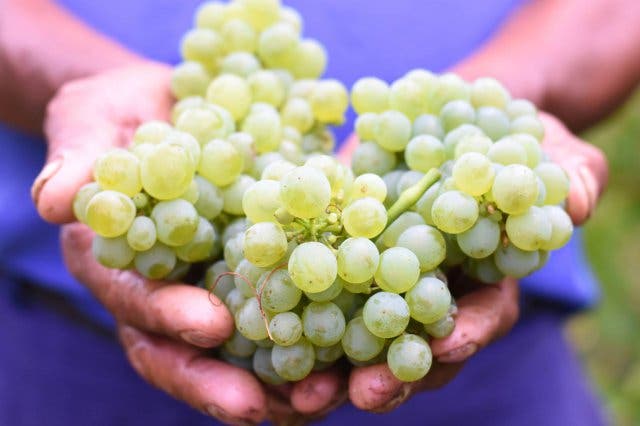 'SA's 90 Best Wines: 15% off Platter's 2019 Guide - 2025'