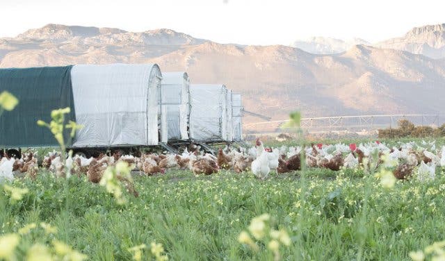 'Unearthing Boschendal Wine Farm in Franschhoek - 2025'