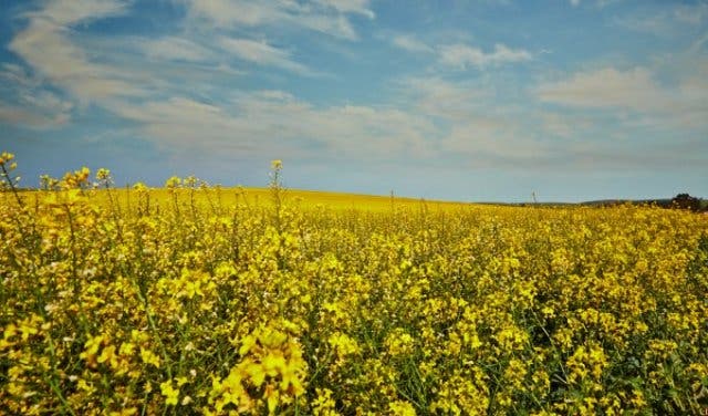 B-Well_Festival_of_Yellow_canola_field__South_Africa