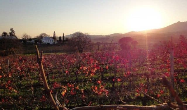 'Kanu Wines Opens Its Gates For Its First Trail Run Ever - 2025'