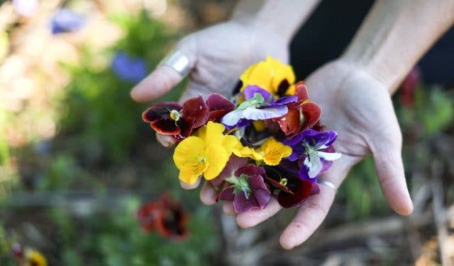 'Spring Flowers: Edible Flowers and Where You Can Taste Them - 2025'