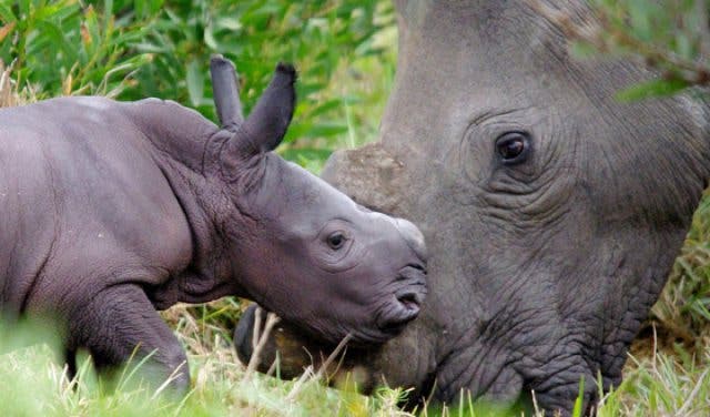 'Run With Purpose, For A Purpose, Run For The Rhinos - 2025'