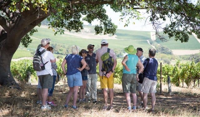 'A Leisurely Walk to The Oldest Pinotage Vineyard - 2025'