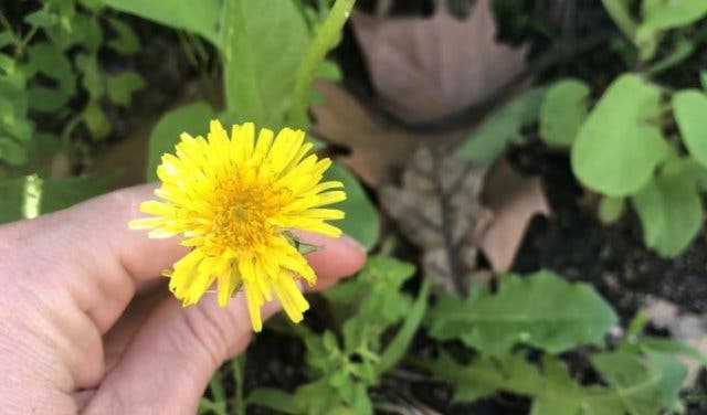 'Spring Flowers: Edible Flowers and Where You Can Taste Them - 2025'