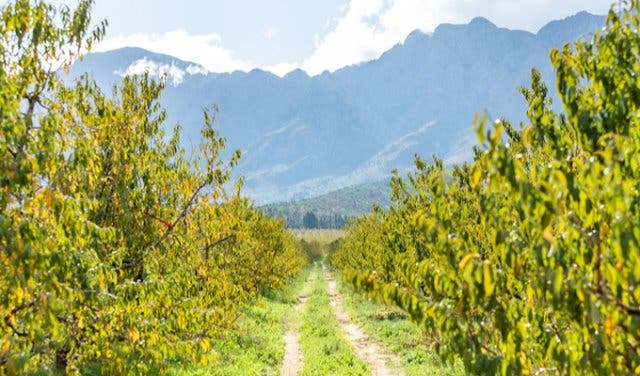 'Cape Town's 7 things to do this weekend - 2025'