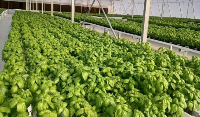 Hydroponic farming