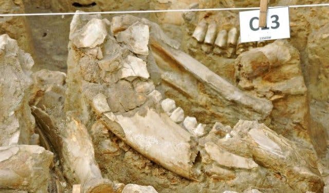 'Visit a real fossil dig site in the Western Cape - 2025'