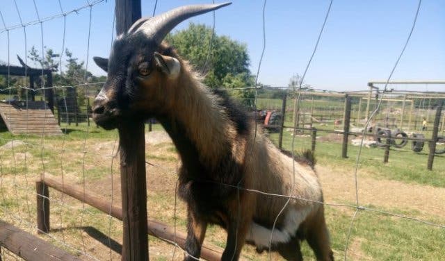 'Looking for Something Cool To Do With The Kids This Weekend? Check Out This Super-Special Stellenbosch Animal Farm - 2025'