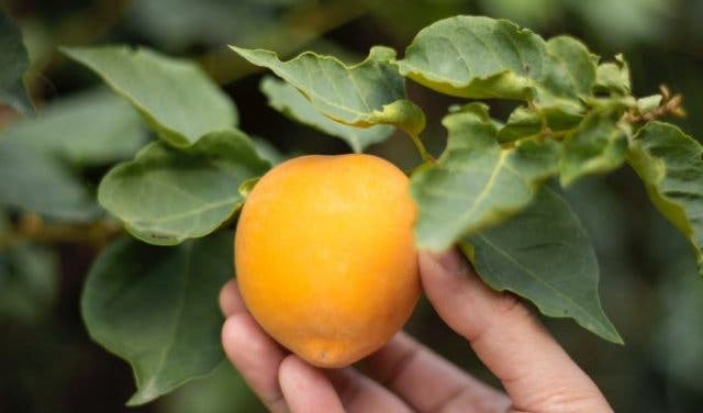 'Tractor Rides, Roosterkoek and Kids Fun while Celebrating Apricots - 2025'