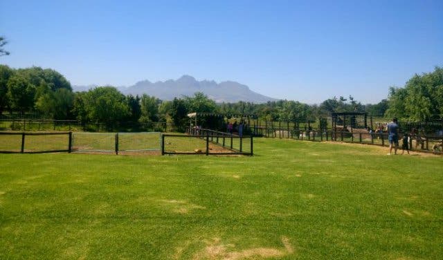 'Looking for Something Cool To Do With The Kids This Weekend? Check Out This Super-Special Stellenbosch Animal Farm - 2025'