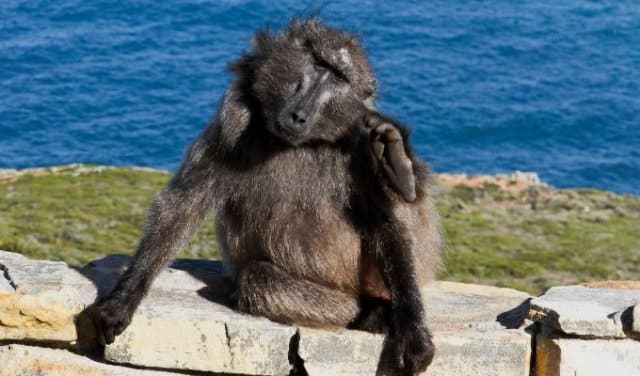 'The ultimate Cape Town bucket list - 2025'