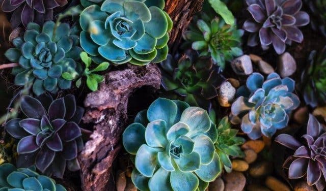 'It’s Planting Time, So Stock Up At This Gardening Expo - 2025'