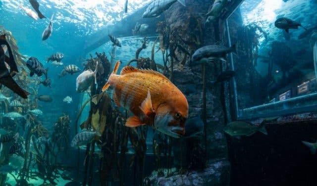 'The inside scoop on Two Oceans Aquarium - 2025'