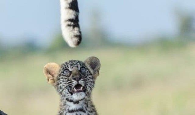 'Wild Shots Photography Conference - 2025'