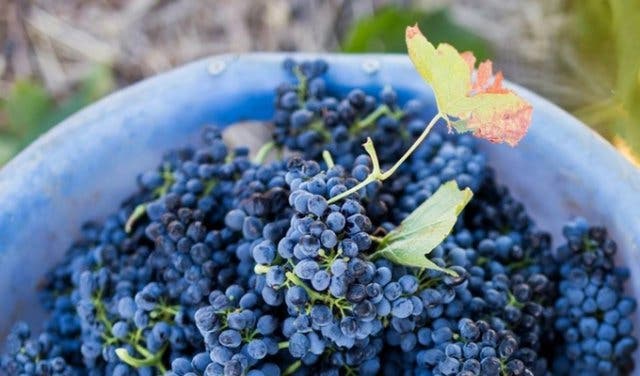 Spier vineyard Grapes