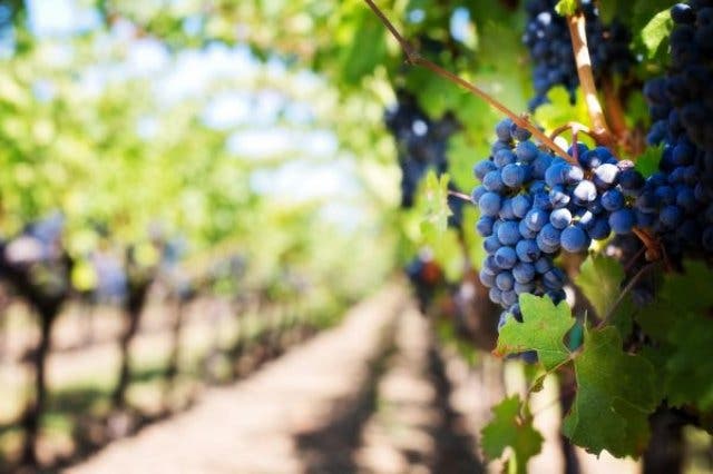 'Why We Love Pinotage, South Africa’s Very Own National Grape - 2025'