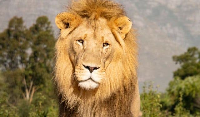 'Looking for Something Cool To Do With The Kids This Weekend? Check Out This Super-Special Stellenbosch Animal Farm - 2025'