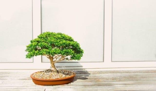 'It’s Planting Time, So Stock Up At This Gardening Expo - 2025'